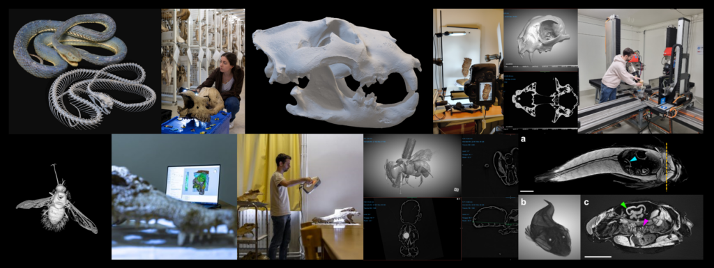Exemple de production et de filières de numérisations 3D @MNHN, @UBE, @UCBL