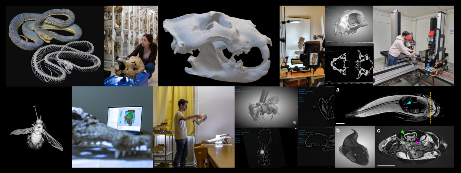 Exemple de production et de filières de numérisations 3D @MNHN, @UBE, @UCBL