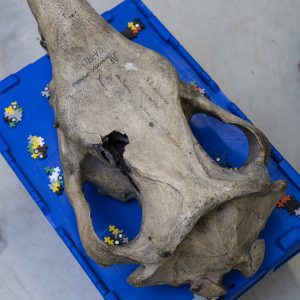 Préparation du spécimen pour une séance de GoScan @Agnes_Iatzoura