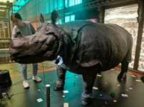 Séance de numérisation de la naturalisation du rhinocéros de Versailles @e-COL+