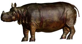 Numérisation de la naturalisation du Rhinocéros de Versailles